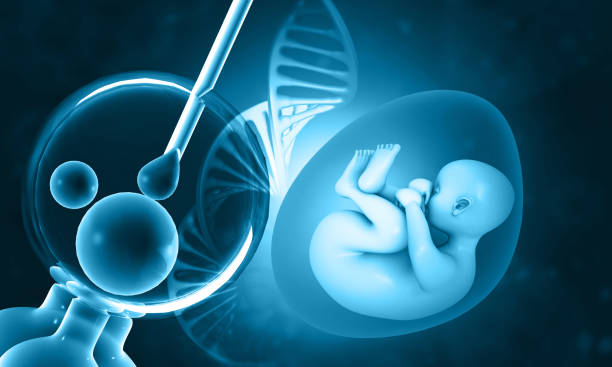Vitro Fertilization. IVF and Human fetus